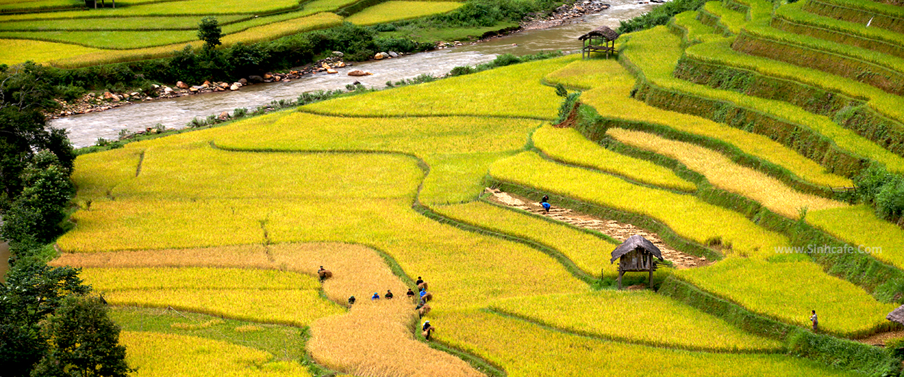 The-rice-terraces-of-Mu-Cang-Chai-pacifictravel
