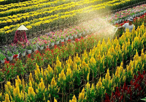 Unveiling the colorful charm of Sa Dec flower village