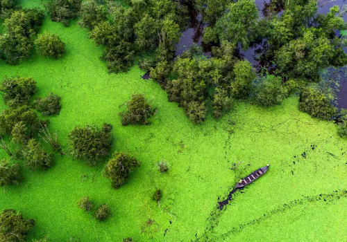 A complete guide to visiting Tram Chim National Park