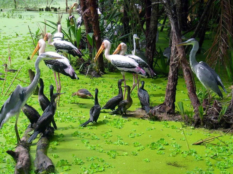 Introduction to Bac Lieu Bird Sanctuary (source: Vietnam immigration