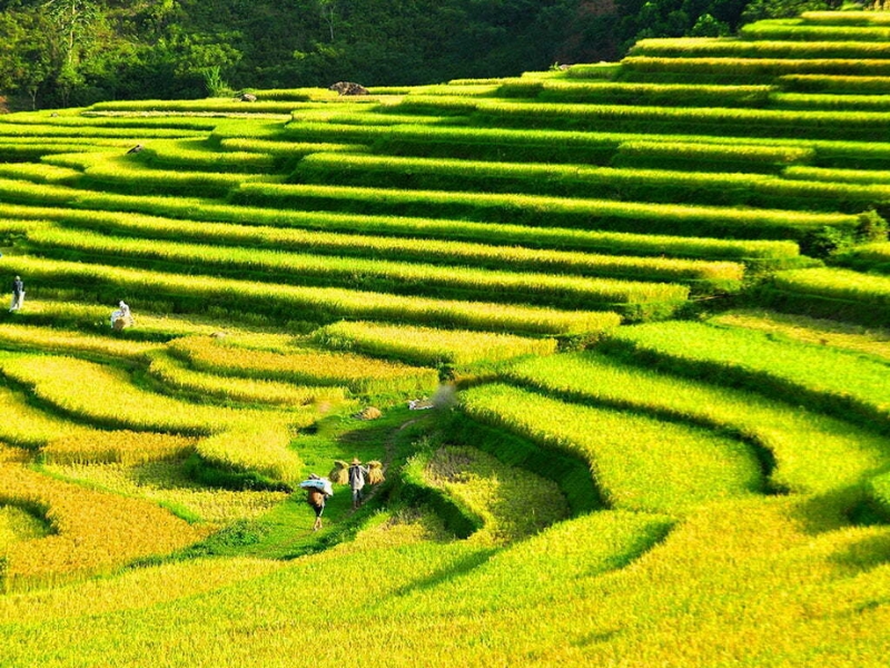 Trekking through scenic rice terraces (source: Pu Luong Excursion)