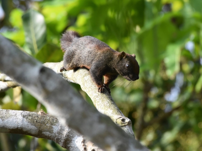 U Minh Ha National Park is crucial for researching and conserving rare genetic resources (source: Dan Tri news)