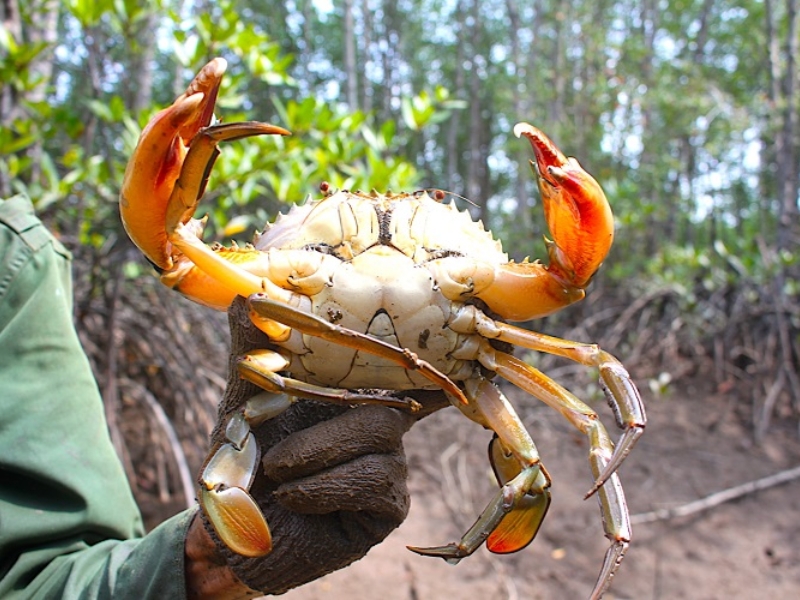 Visitors can try crab hunting - a unique experience in Ca Mau cape (source: Lu hanh vietnam)