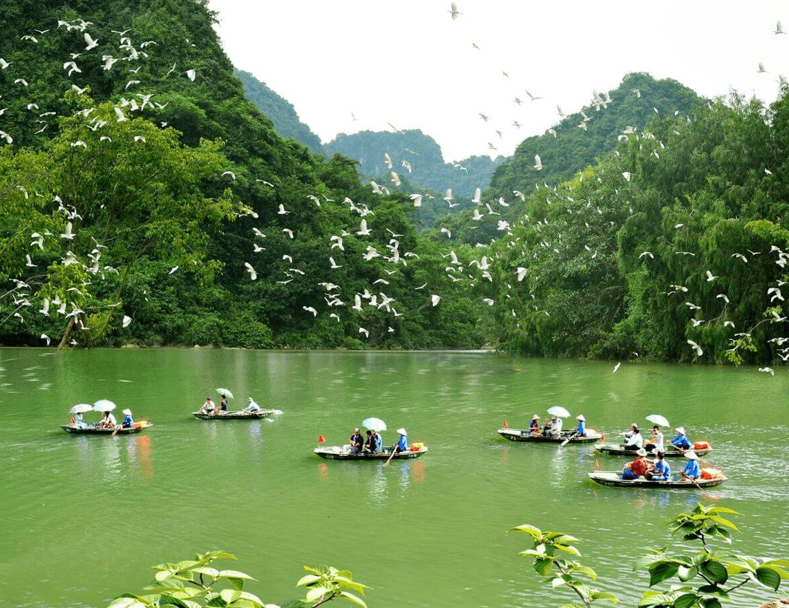 The breathtaking natural bird garden with thousands of birds in Thung Nham (Source: Mia Go)