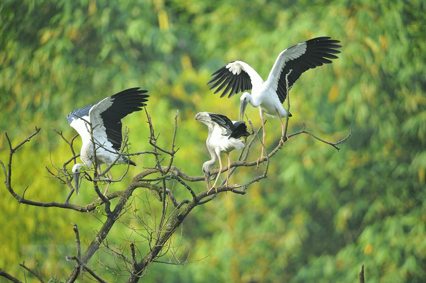 Jaw-dropping natural bird garden in Thung Nham Ecotourism Area (Source: Viet Explorer)