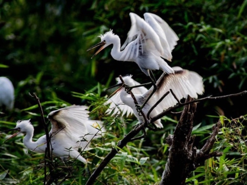 Important notes when visiting Bac Lieu Bird Sanctuary (source: Mytour blog)