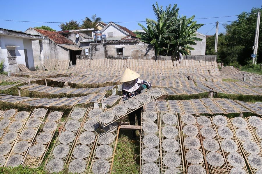 Rows of rice paper drying on bamboo mats under the sun (source: inno viet)