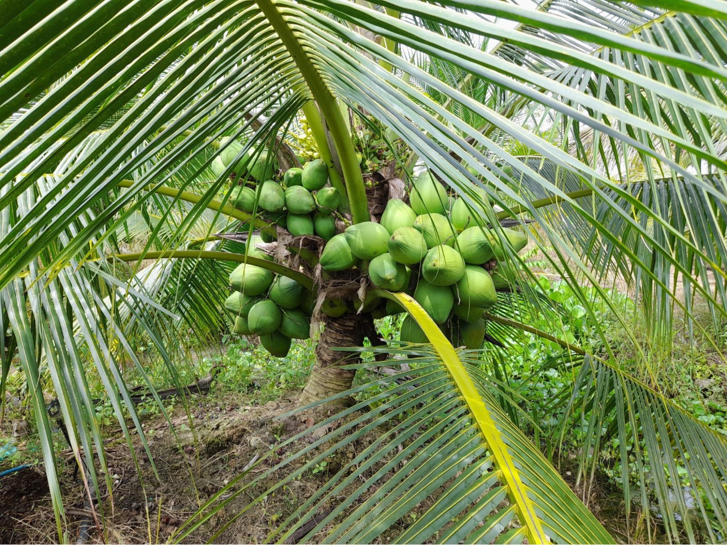 Tan Phu coconut garden (source: dongnai)