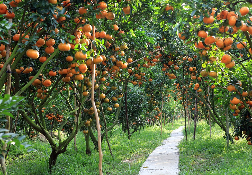 Explore Ben Tre in dry season (source: Autour Asia)
