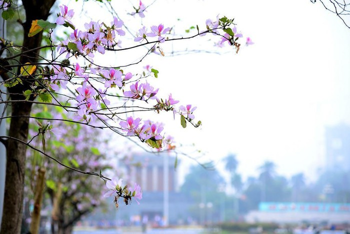 The beauty of Hanoi in spring