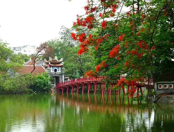Summer in Hanoi: The vibrant red of blooming phoenix flowers 