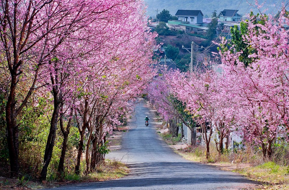 Cherry blossoms transform the city into a pink wonderland (source: Indochina)