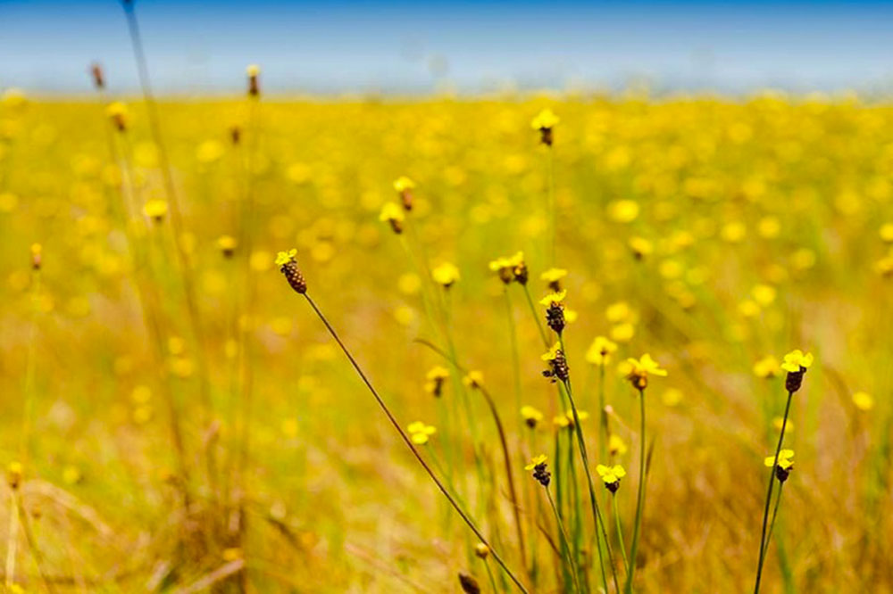 Check in with endless fields of Yellow Bur-head flowers (source: peace tour)