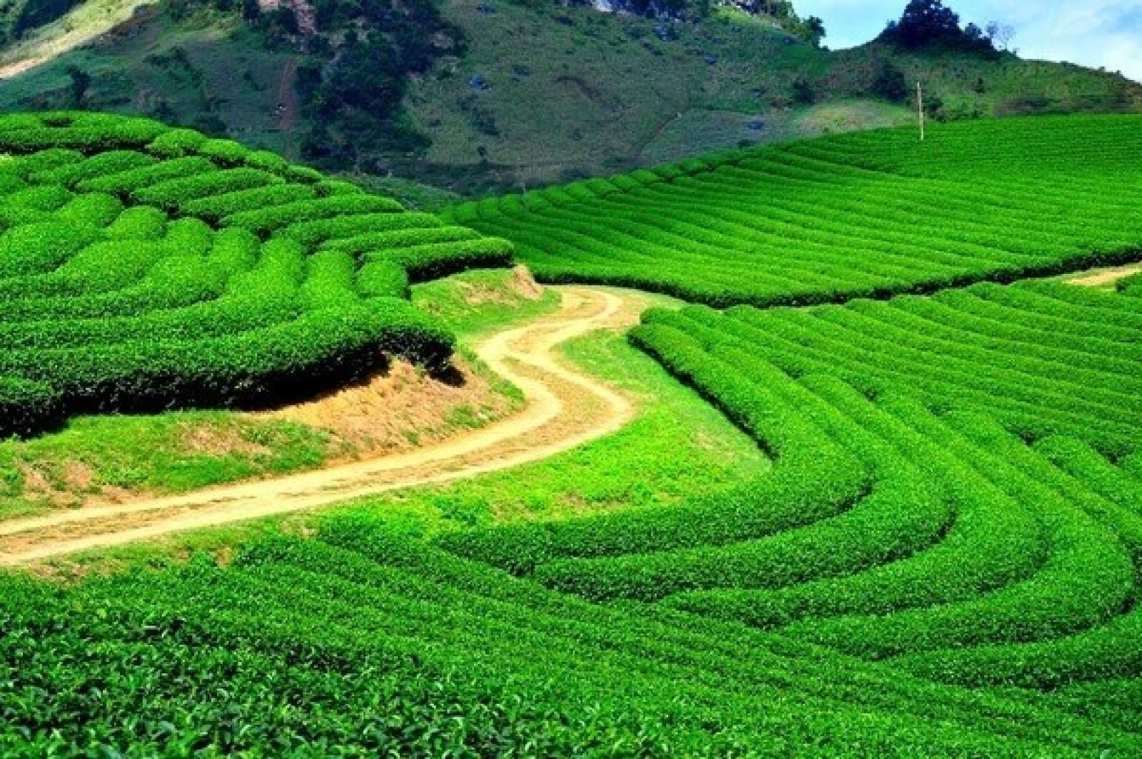 Cau Dat tea hill (source: 63s travel)