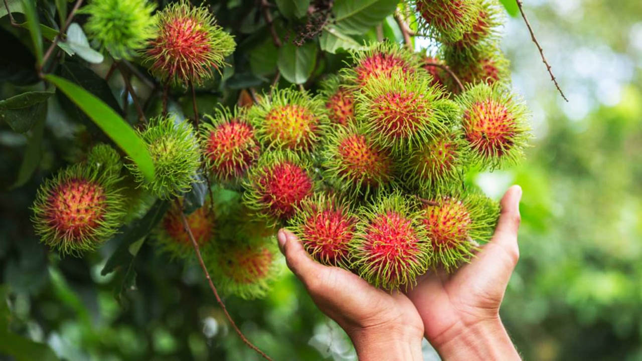 Hand-pick ripe fruit, and savor it fresh (Source: Mi Go)