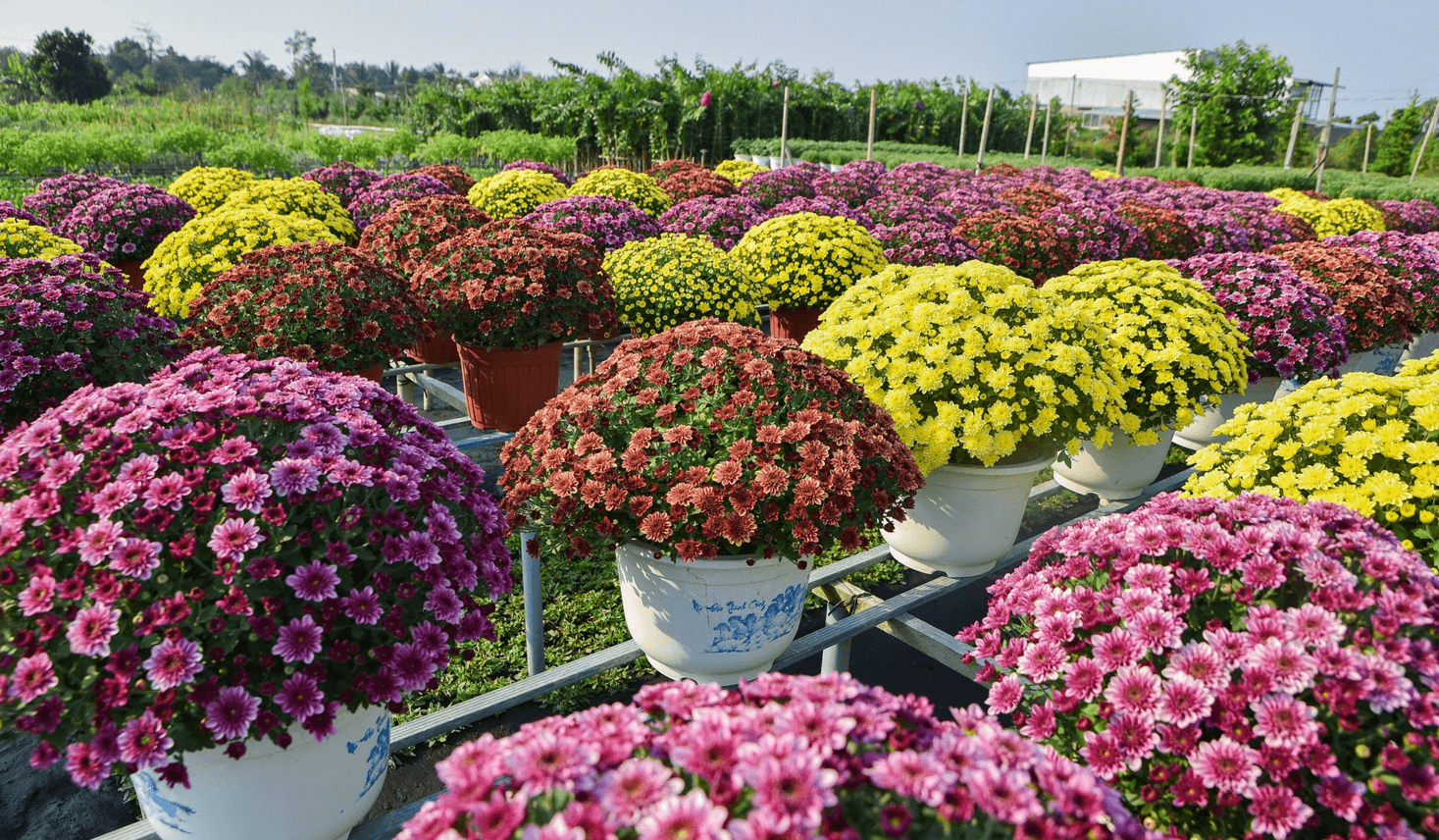 Sa Dec Flower Village is prominent among nearby Can Tho attractions (Source: Dan Tri)