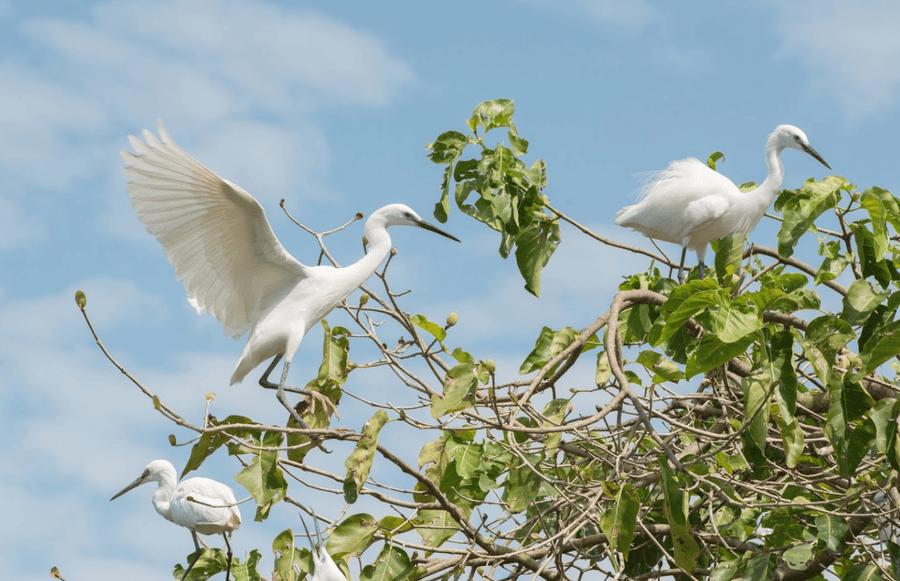 Bang Lang Stork Garden (source: Du lich Mien Tay)