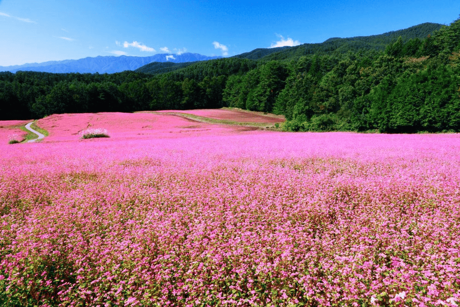 Sung La buckwheat flower field (source: Thi truong Tai Chinh - Kinh te do thi)