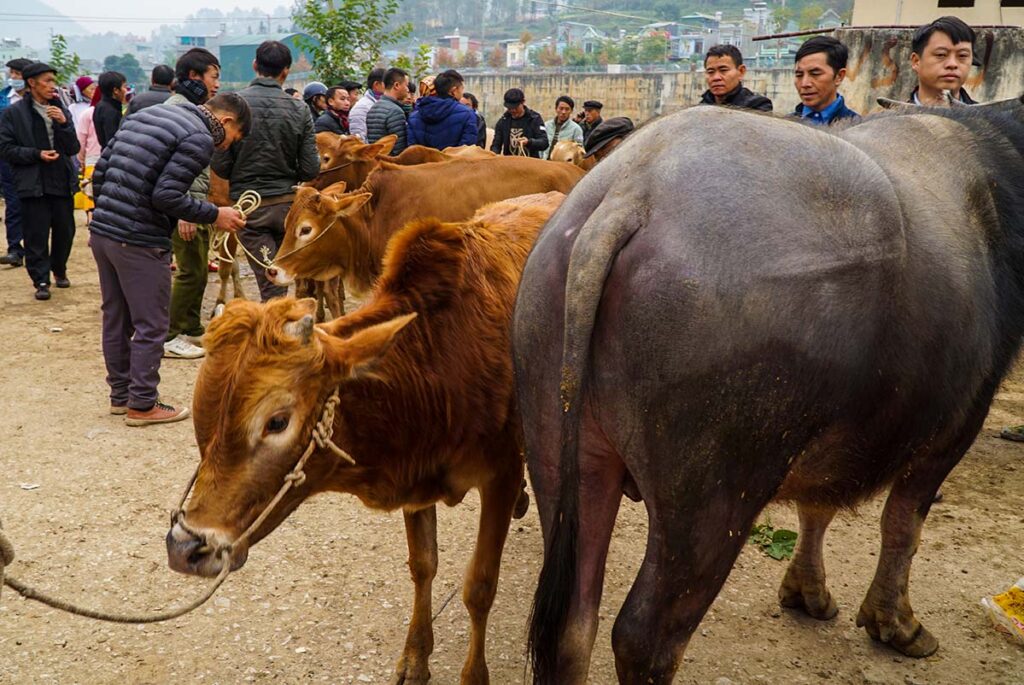 Bustling section comes alive with the sounds and sights of livestocks (Source: Ha Giang)