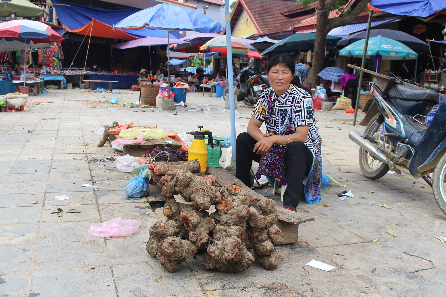 Rare plants thrive in the rocky terrain (Source: Bao Thanh Nien)