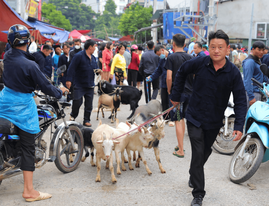 At dawn, highland villagers lead their buffaloes, cows, goats, and horses to the market (source: Bao anh Dan toc va Mien vai)
