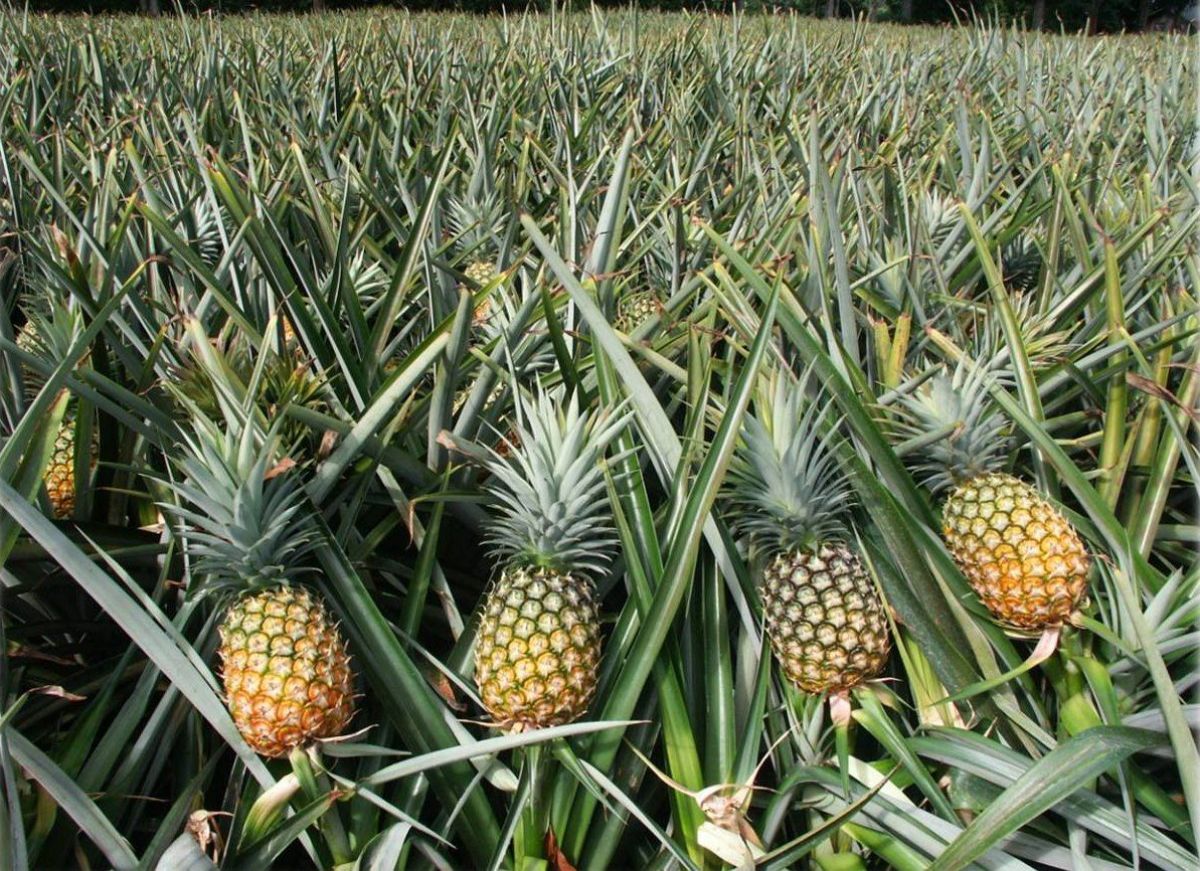 Tam Diep pineapple hill in Ninh Binh (source: Crystal Bay)