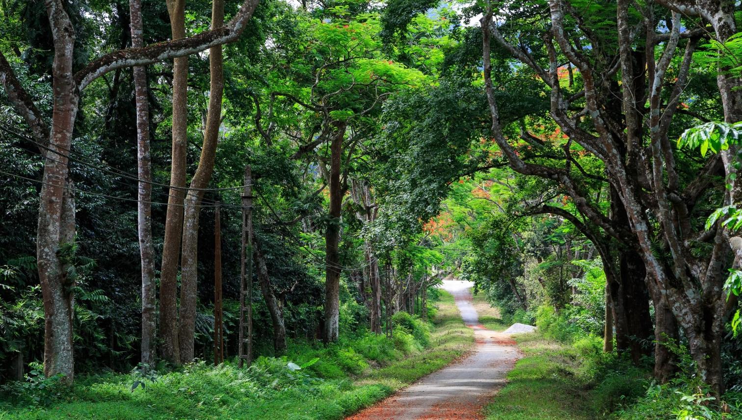 Trekking in Cuc Phuong National Park (source: Izitour)