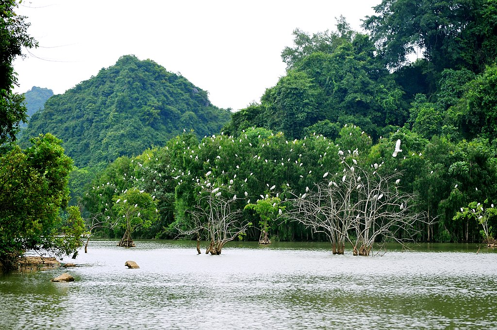 Explore the rich wildlife of Thung Nham Bird Park (source: Discover Ninh Binh)