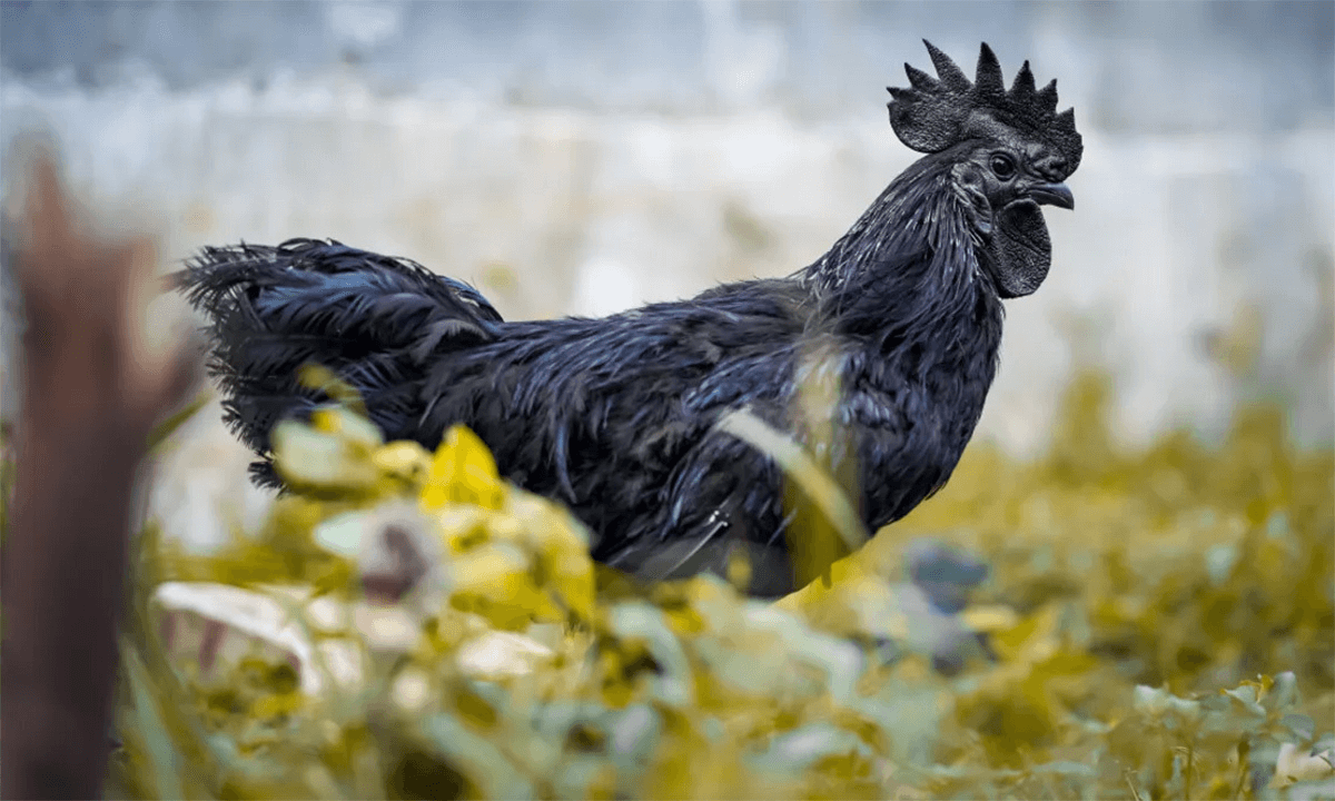 Black chicken (source: Nong san Tay Bac)