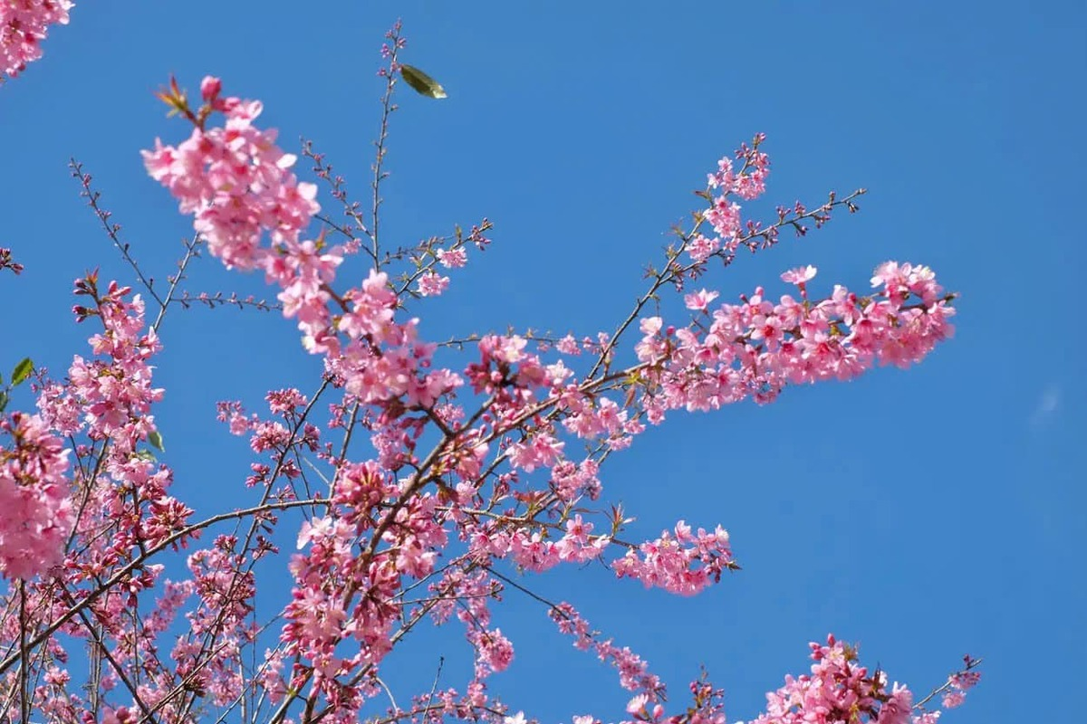 Cat Cat village weather in spring (source: Crystal Bay)