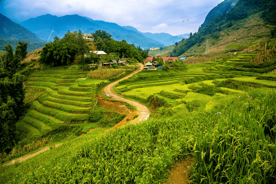 As autumn arrives, Cat Cat Village begins to don a new coat - the golden hue of ripened rice fields (source: Vietnam tourism)