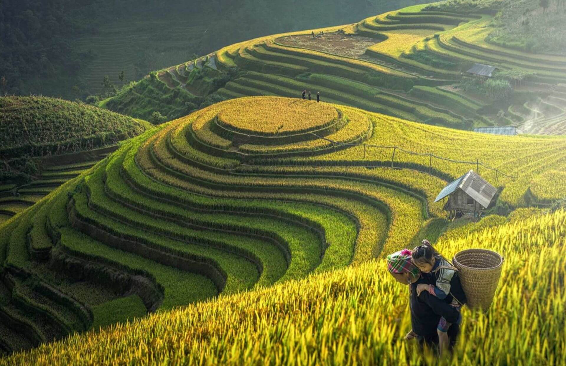 The stunning terraced rice fields during a Cat Cat Village trek (Source: Pelago)