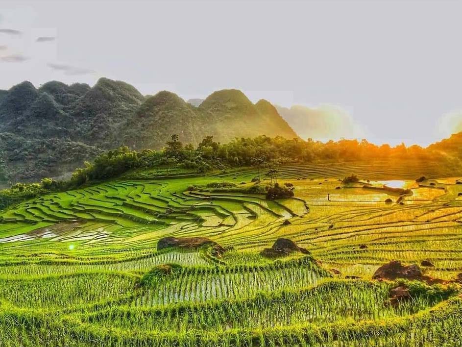 puluong golden hue
