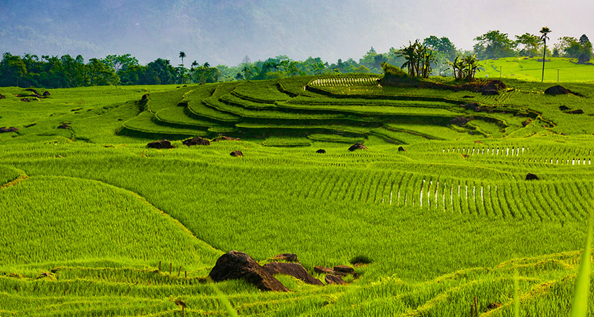 puluong green