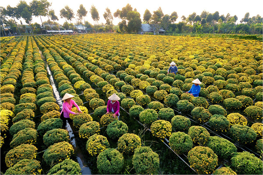 Sa Dec Flower Village 