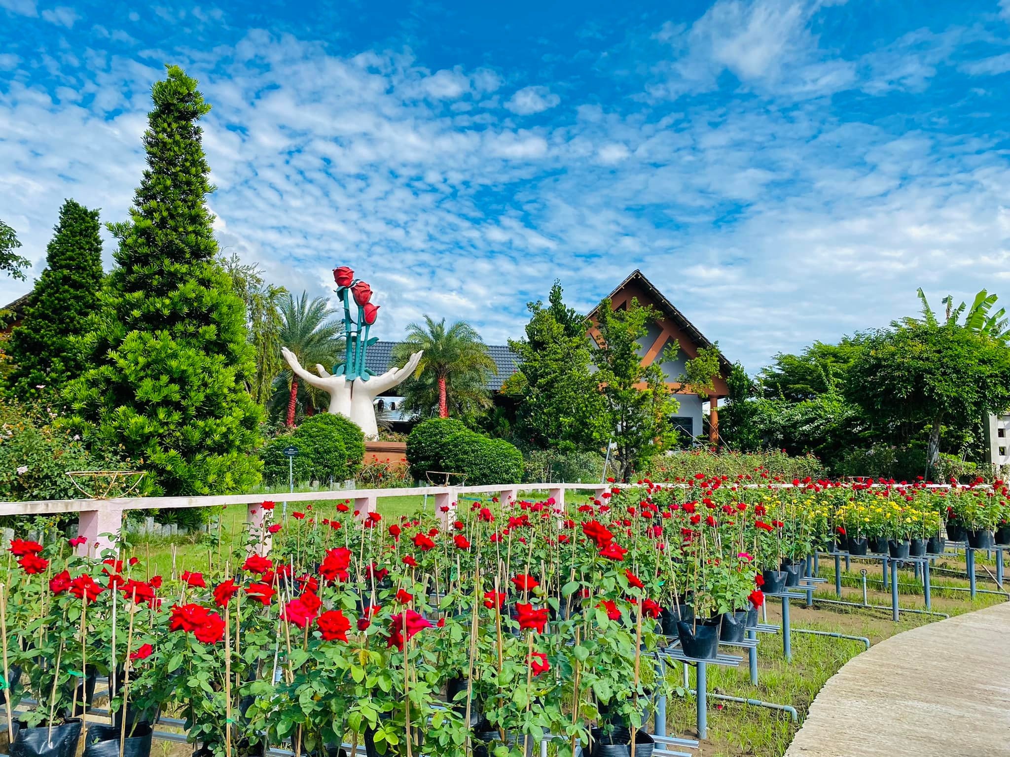 Tu Ton rose garden
