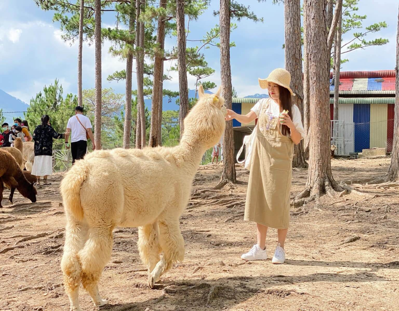 Visitors can feed and pet the animals at ZooDoo Dalat (source: vinwonders)