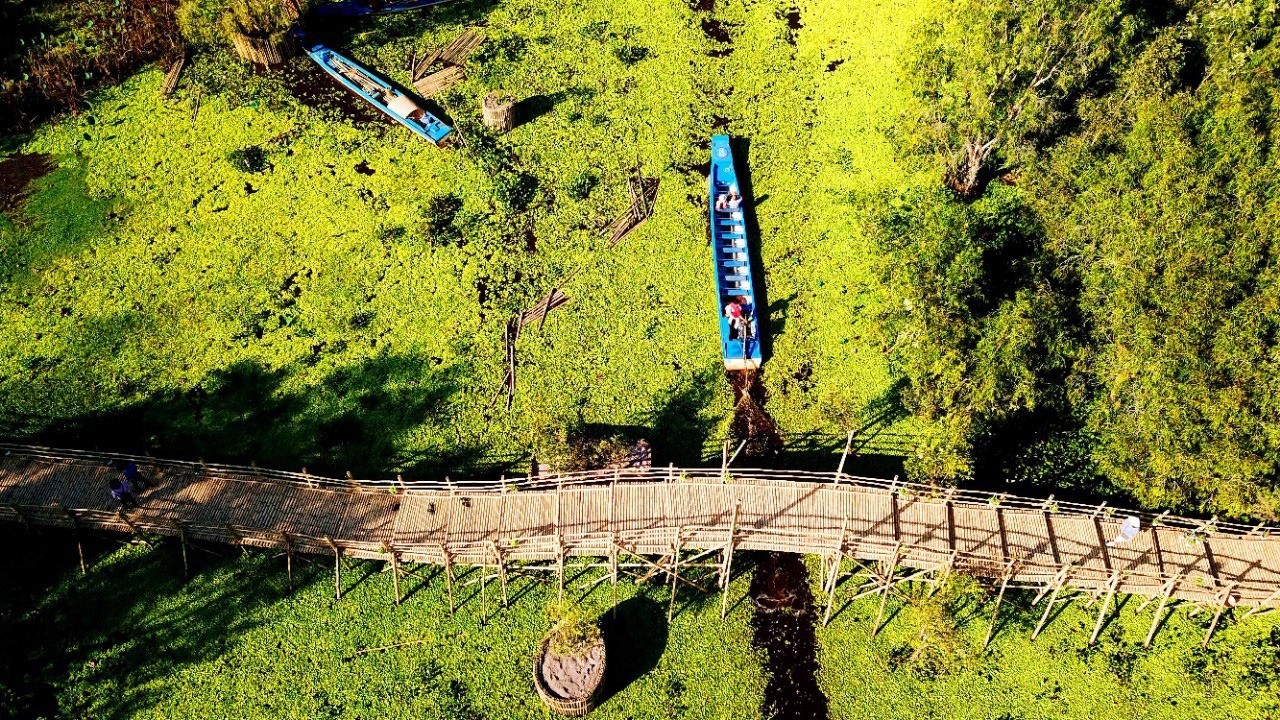 Walking on Vietnam’s longest bamboo bridge through the forest (Source: Nguoi Lao dong News)