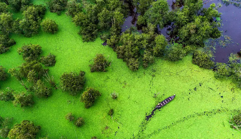 Tram Chim National Park is one of Vietnam’s most important wetland conservation areas (source: Izitour)
