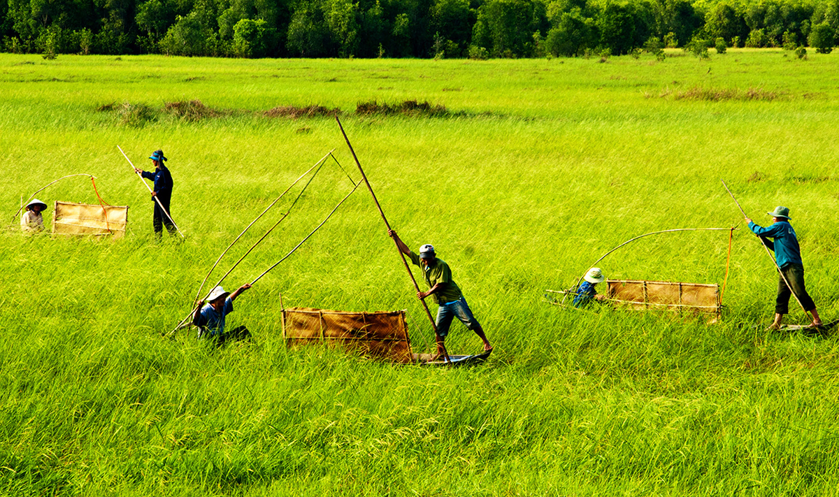 Unique wild rice in Tram Chim National Park (source: VnExpress)