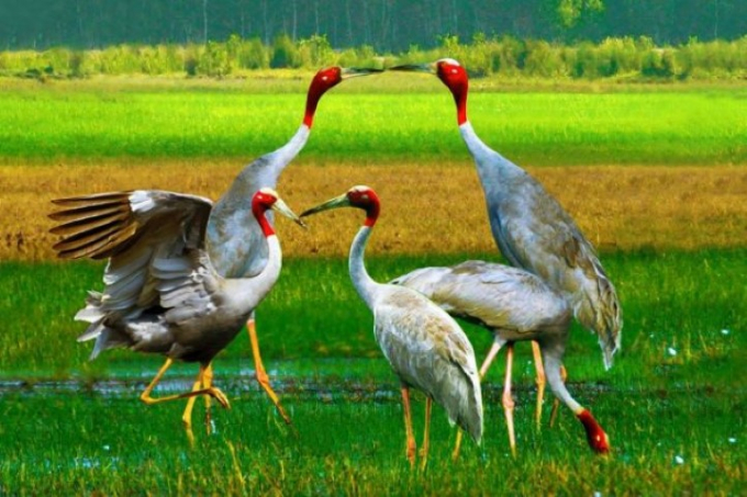 Sarus crane - the world’s tallest flying bird (source: cong luan)